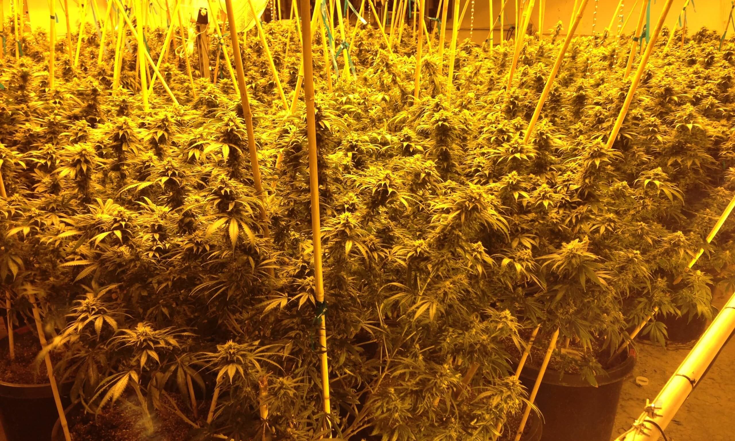 cannabis plant training grow room