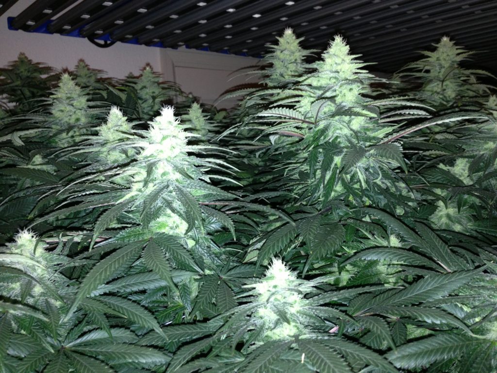 indoor cultivation cannabis buds night cycle lights off