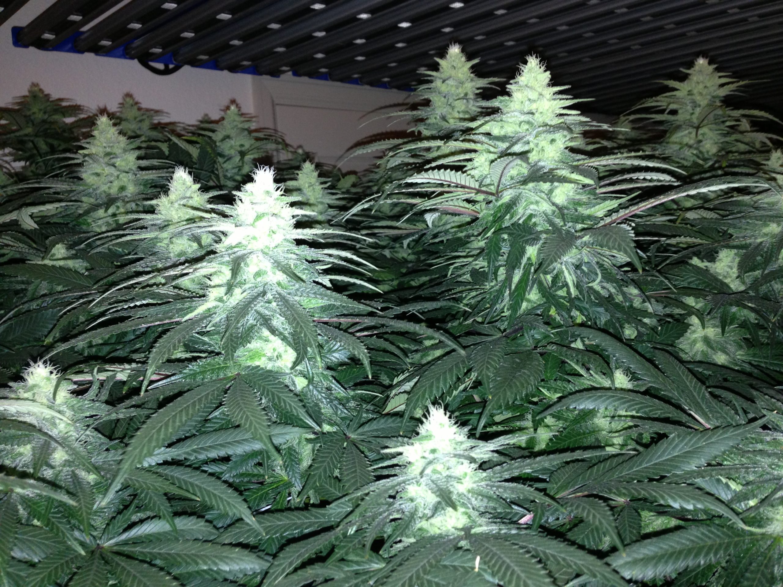 indoor cultivation