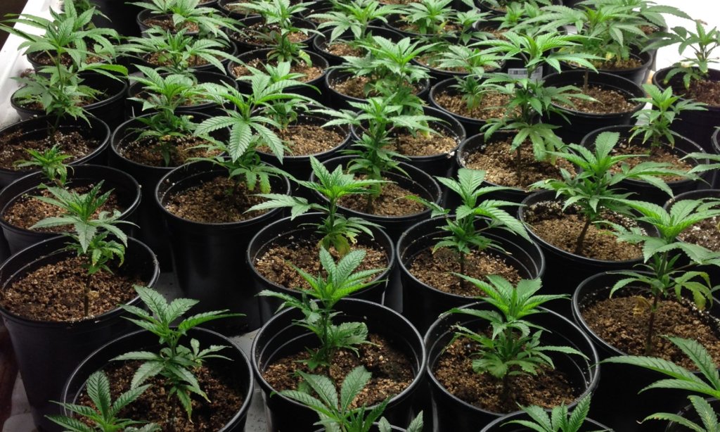 cannabis nursery