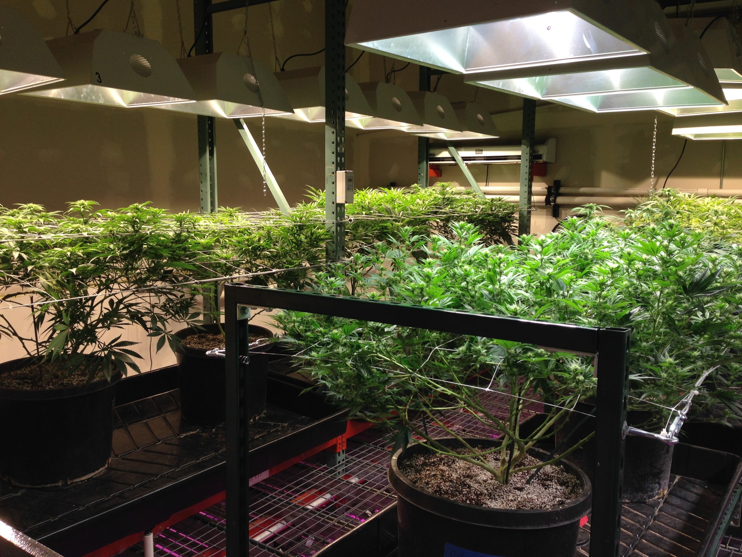 Cannabis growing in aisles in order to reduce costs and increase yields