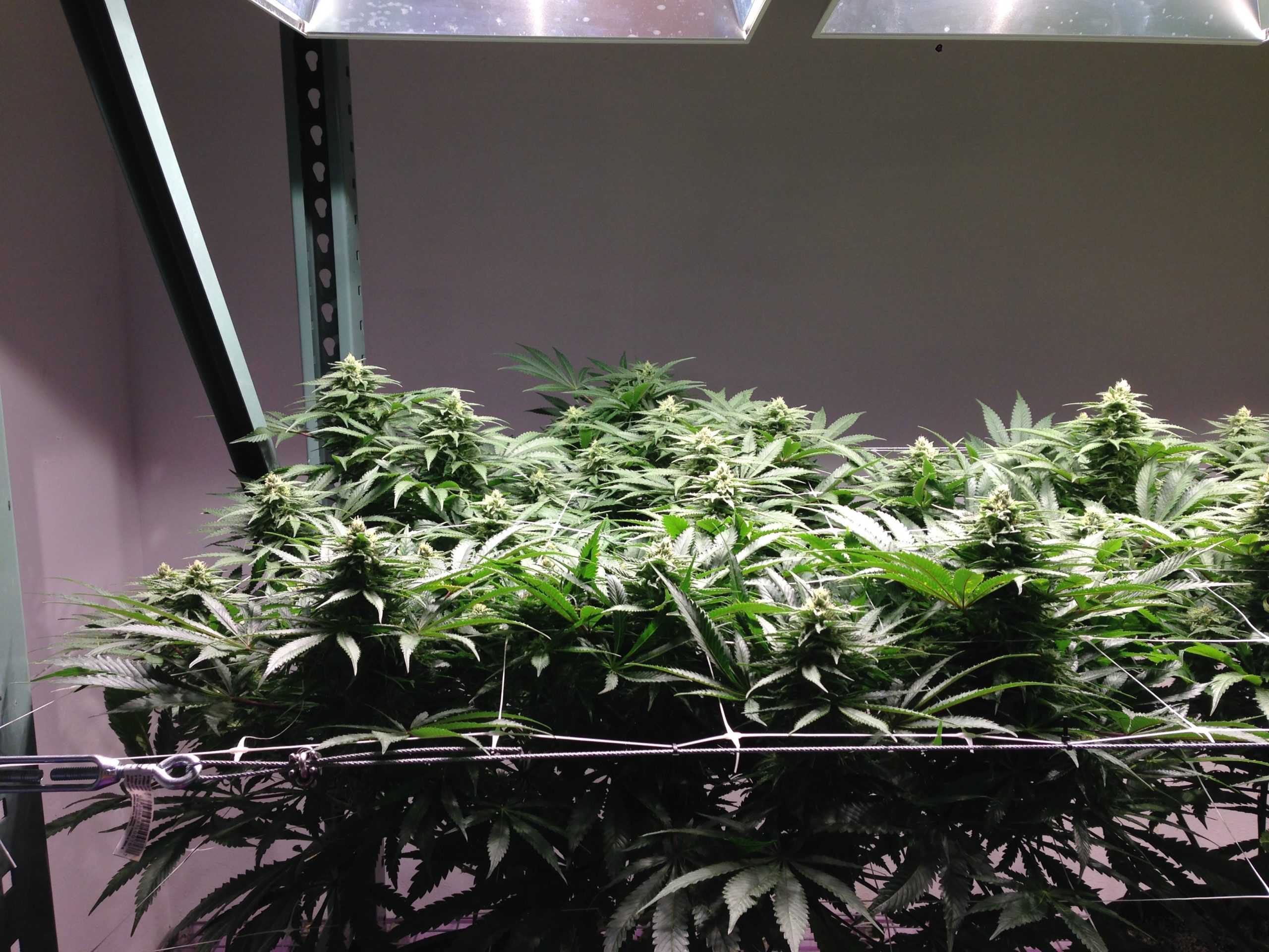 5 x 5 footprint for growing cannabis