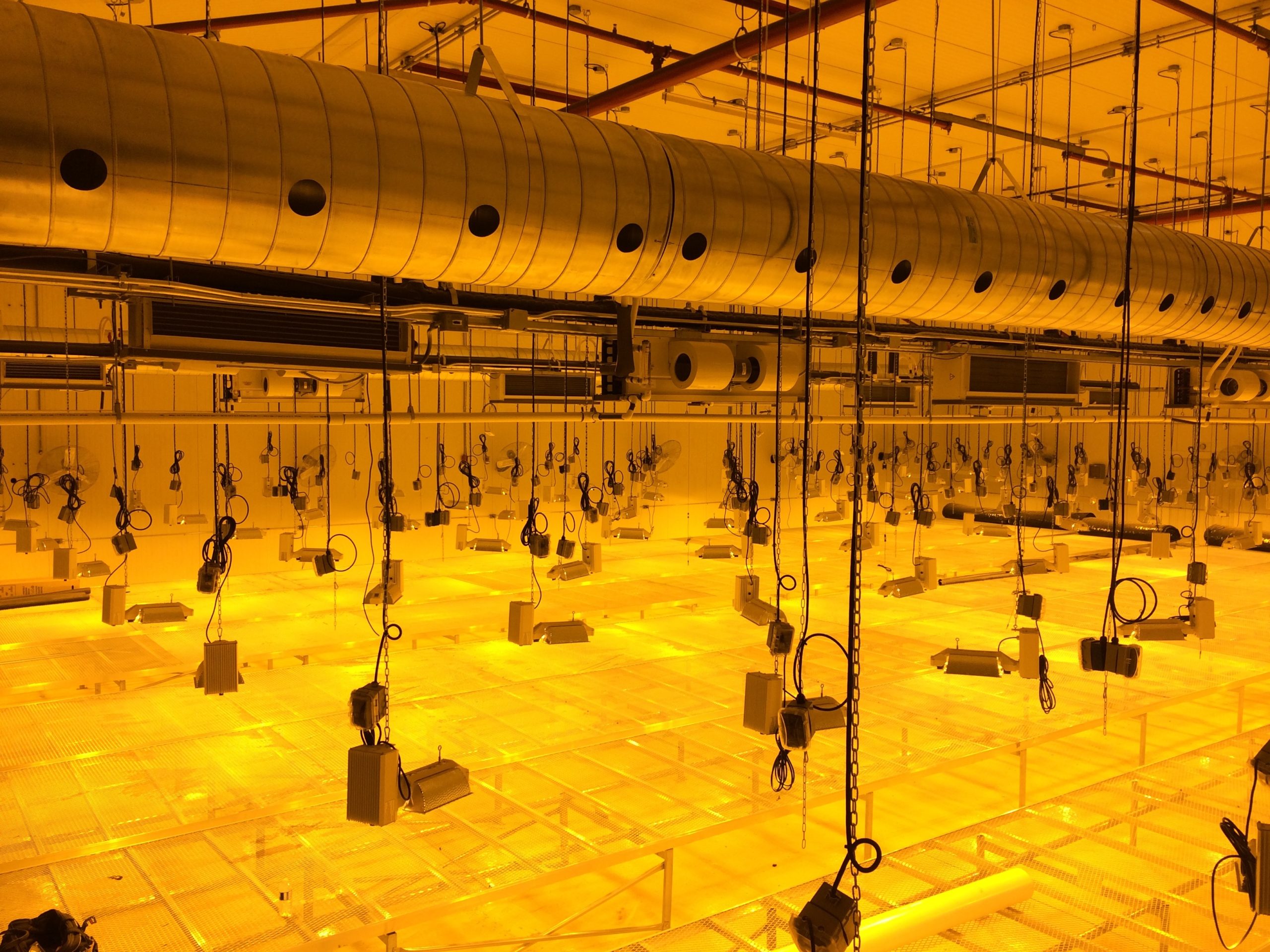 Commercial lighting for indoor cannabis cultivation