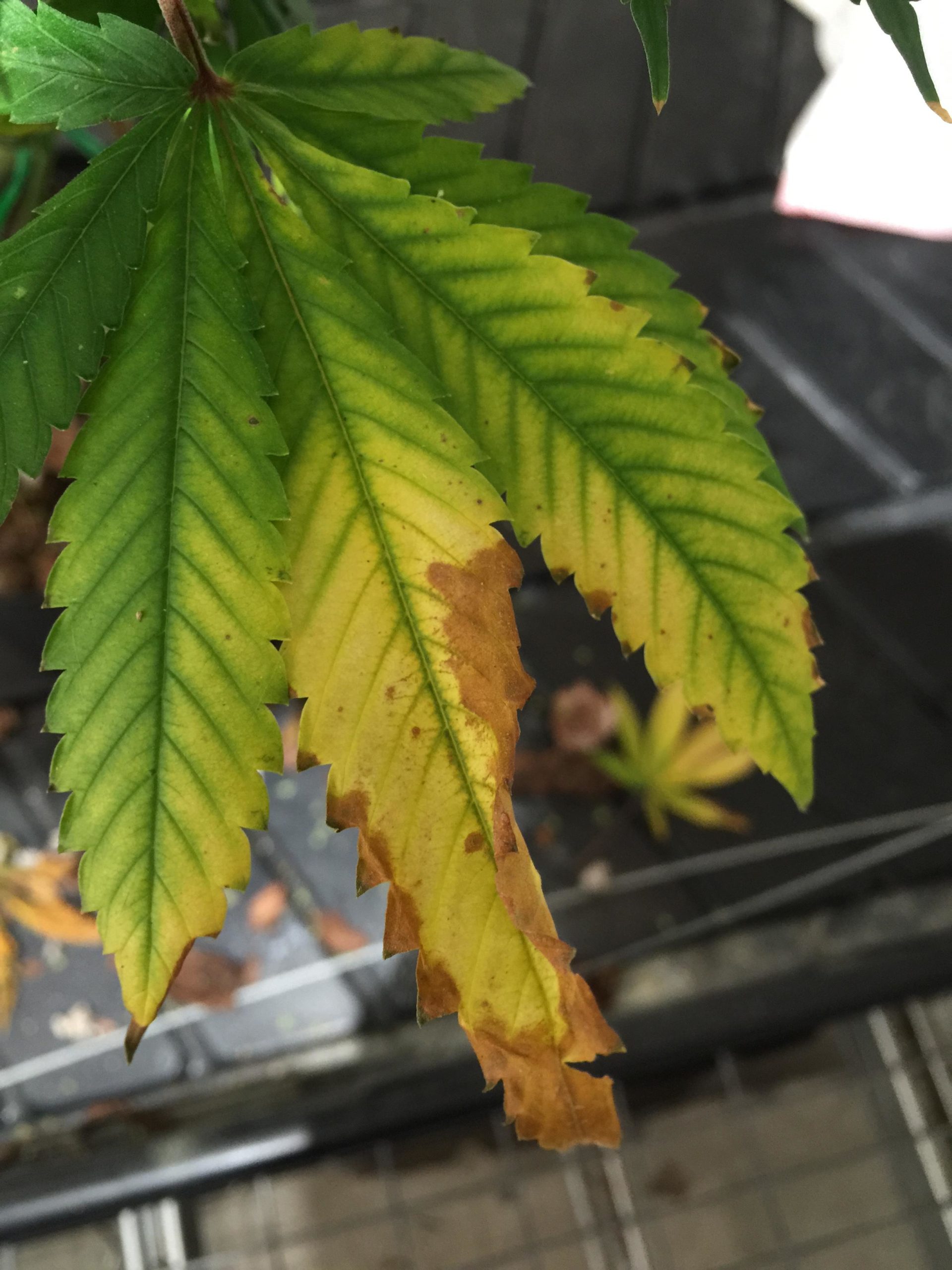 nutrient deficient and light burnt cannabis leaf