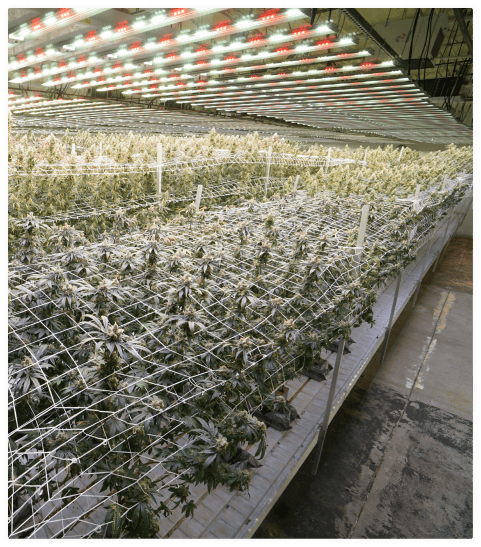 cannabis grow facility with netting flowering