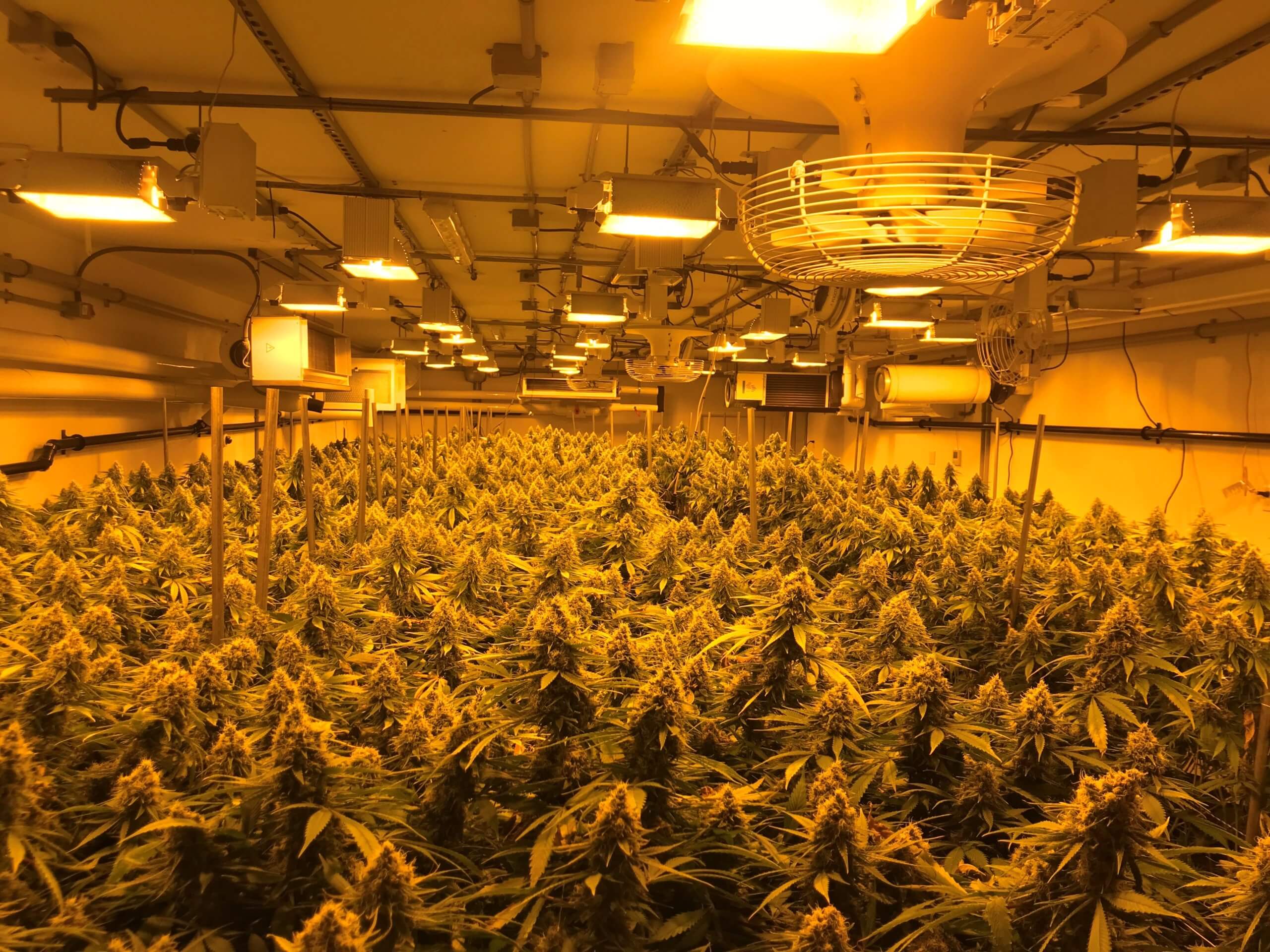 Cannabis flower room