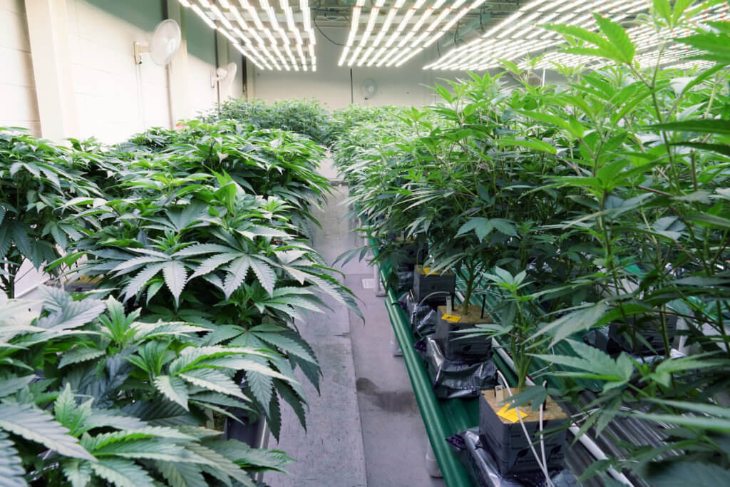 cannabis veg room