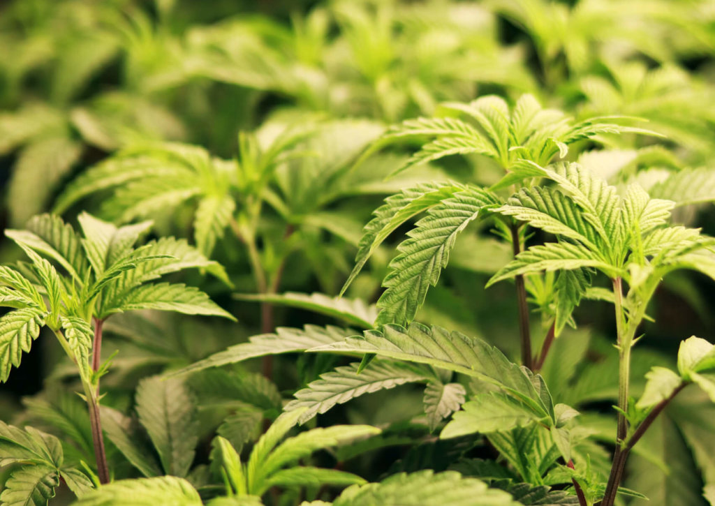vegging cannabis