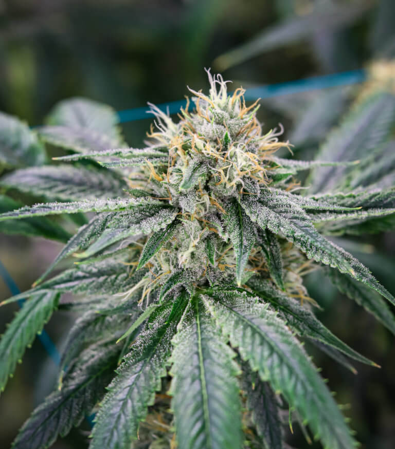 Mold vs. Trichomes: How To Tell Them Apart | Surna Cultivation Technologies