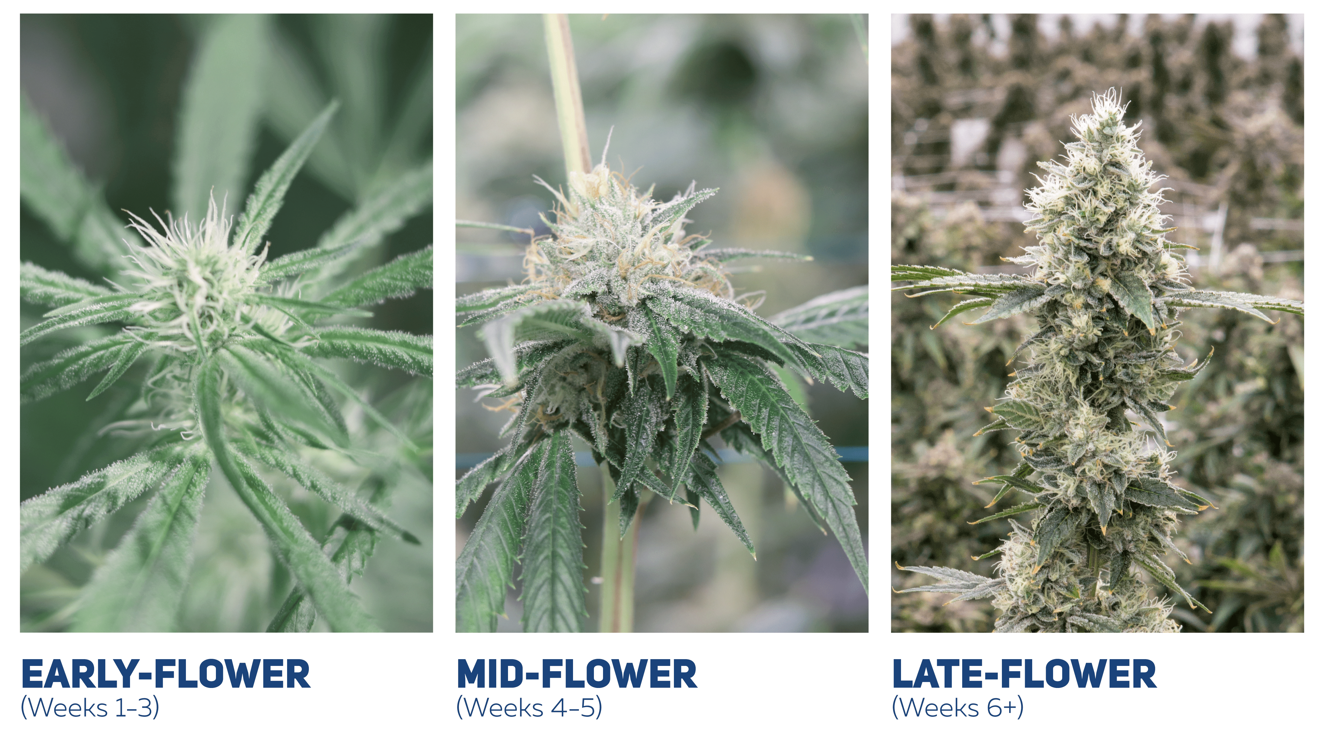 Pictures of the Cannabis Flowering Stages