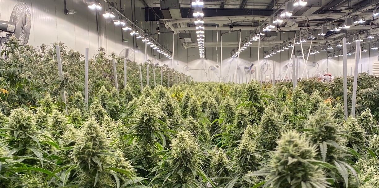 cannabis flower room design