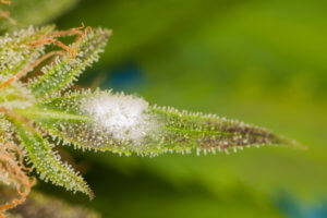 white mold on cannabis plant