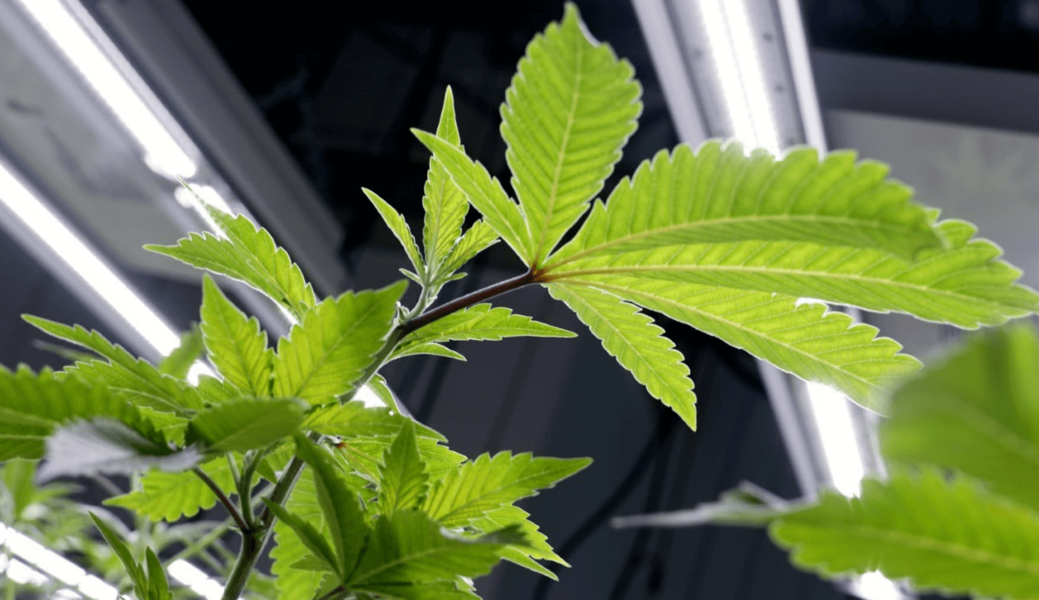 cannabis seedling lighting