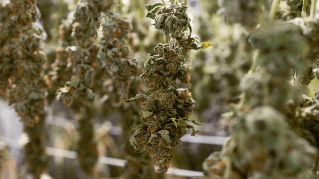 cannabis flower hanging to dry