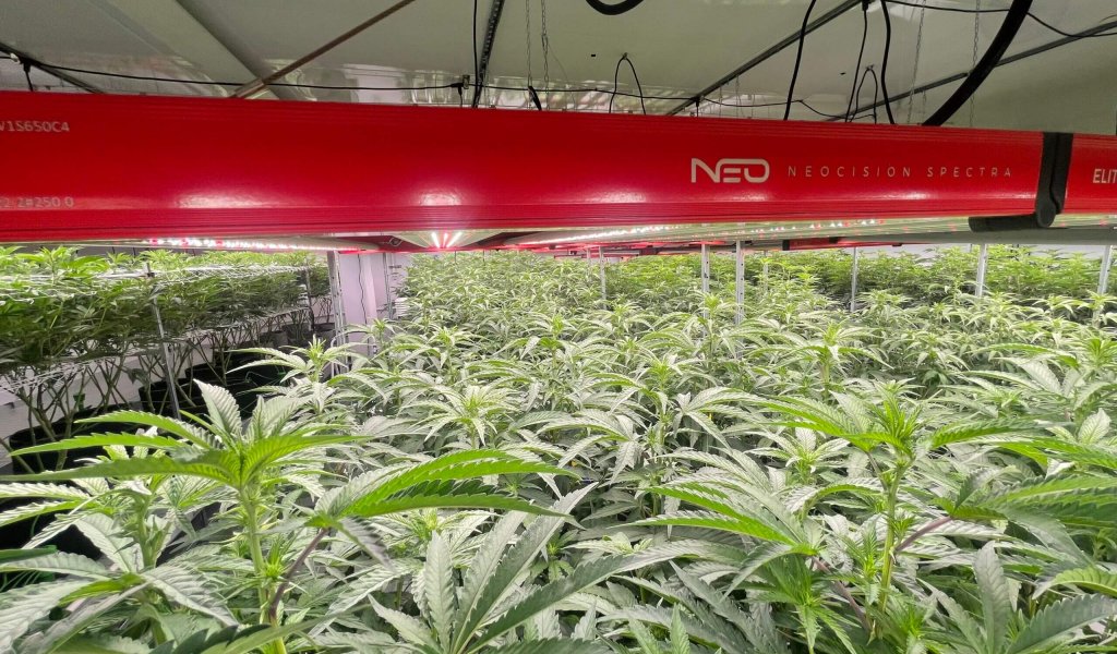neocision elite led light in cannabis grow room