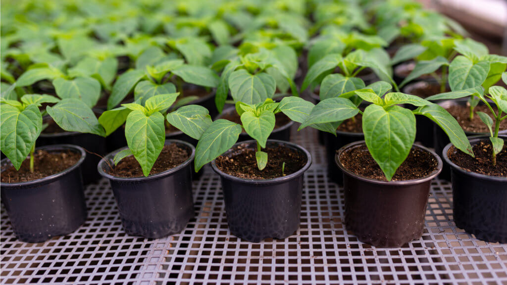expanded metal grow table pepper seedlings