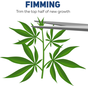fimming cannabis how to FIM cannabis