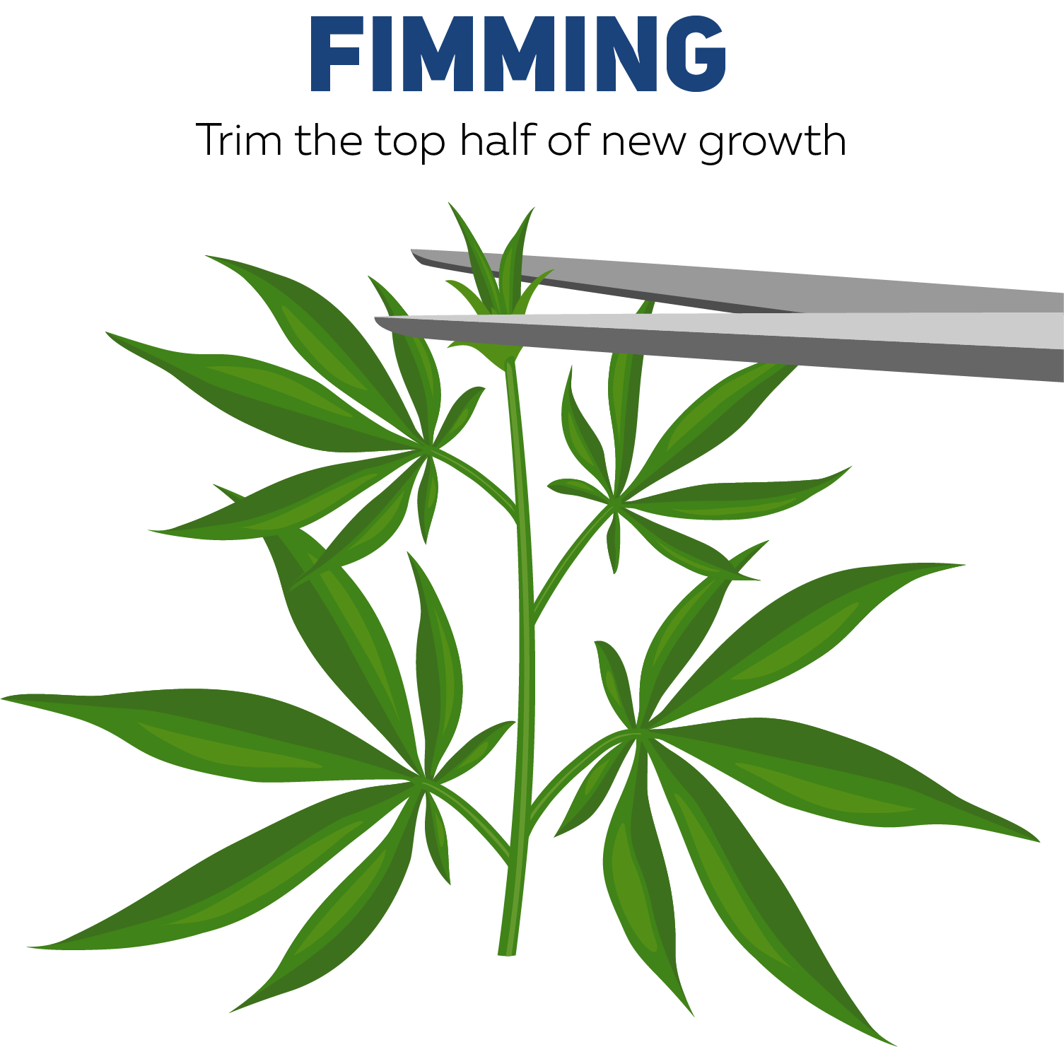 Topping Cannabis Plants | Surna Cultivation Technologies