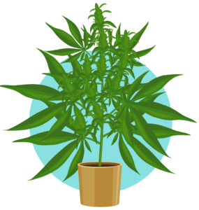 beste temperatur og fuktighet for cannabis i blomst