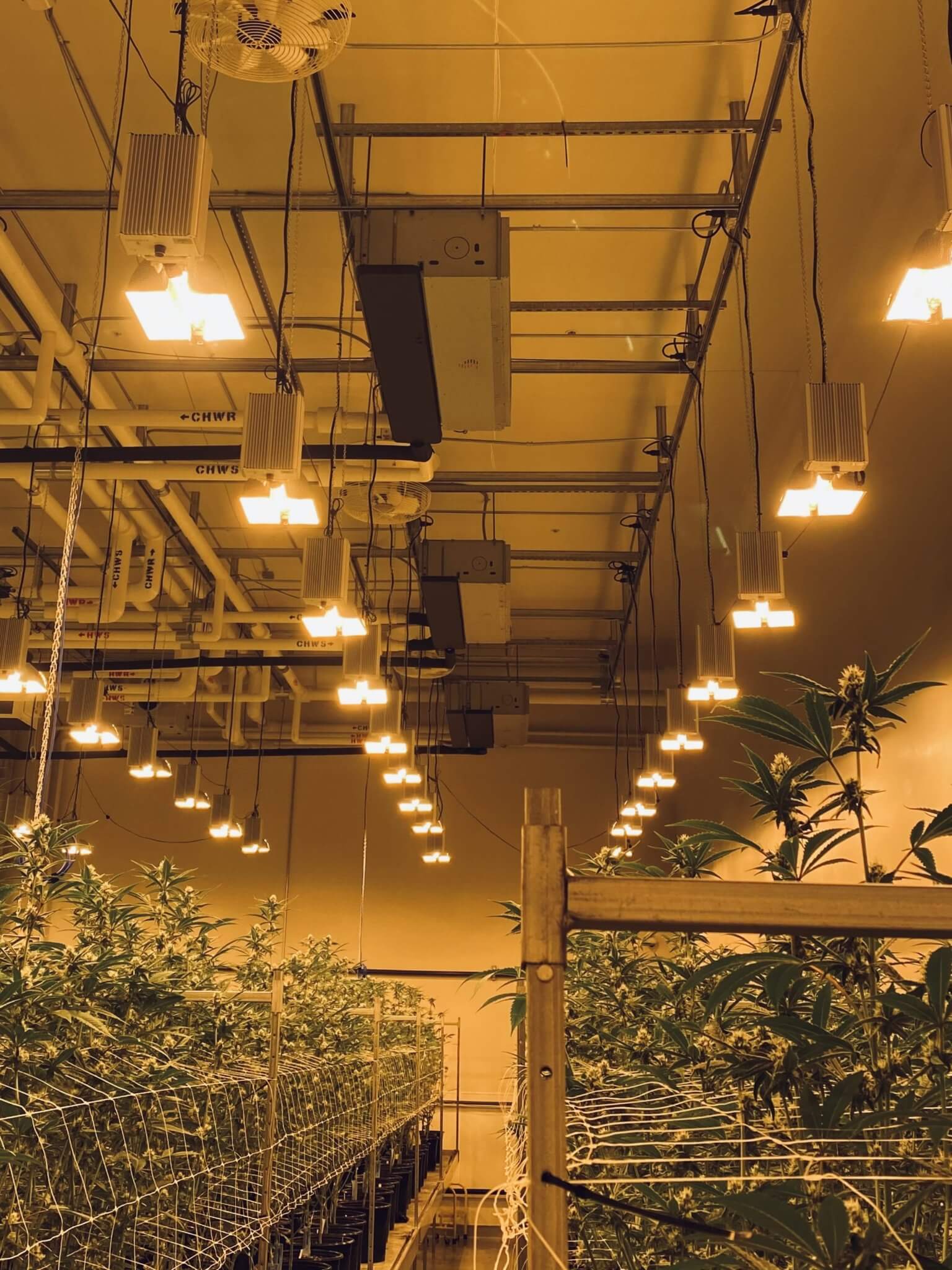 A Guide To Horticultural Lighting