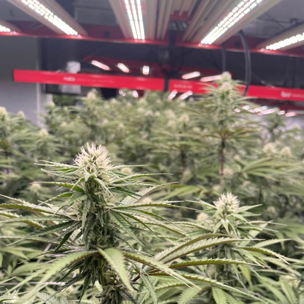 led horticultural lights in grow room