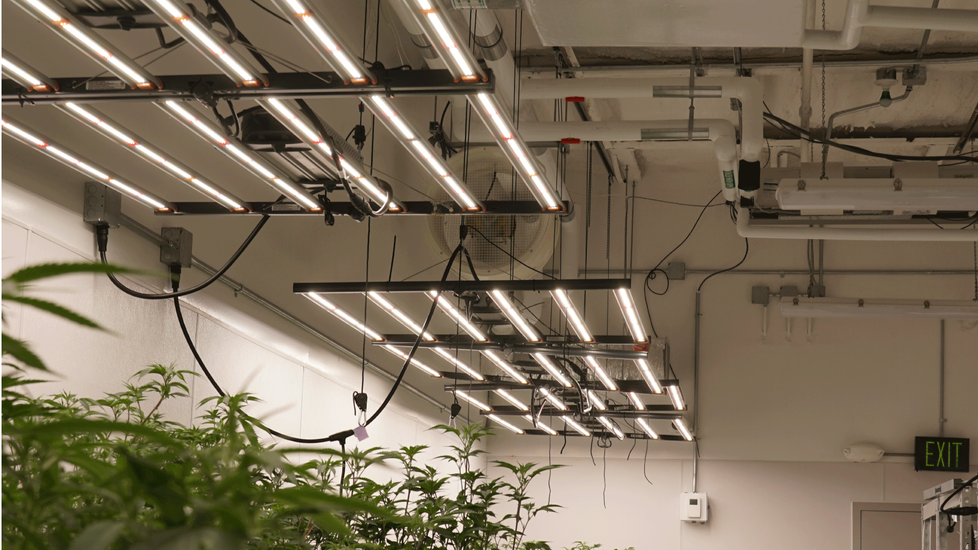 led lights veg room cannabis