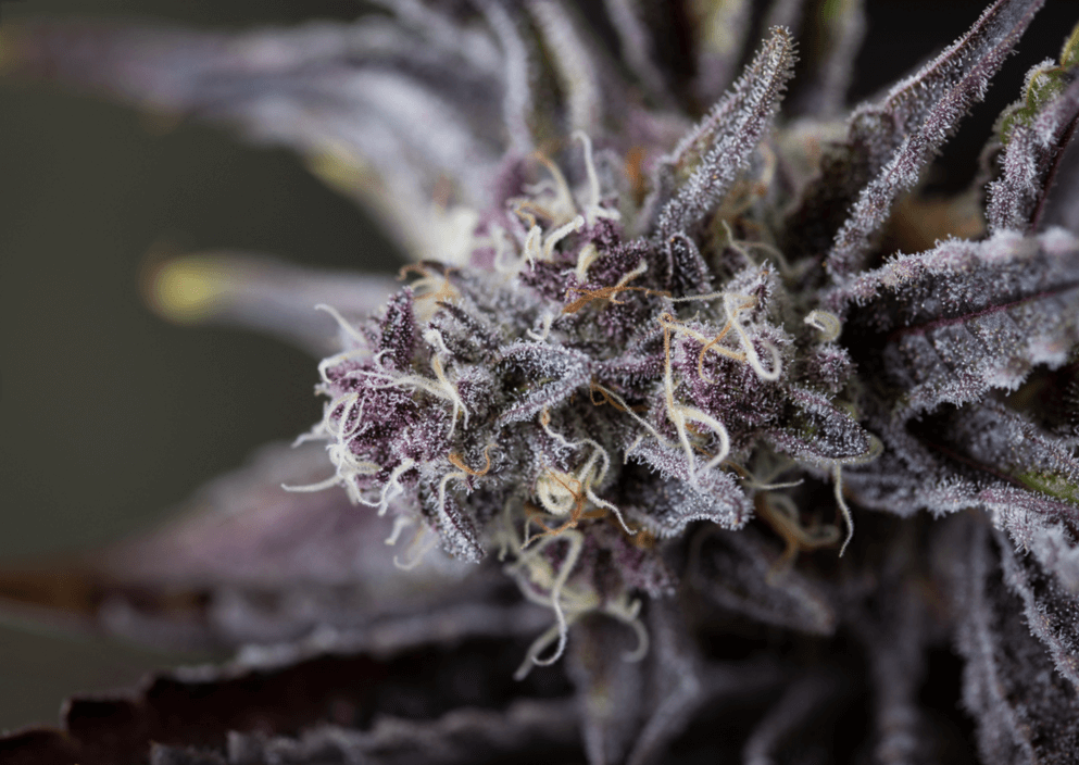 low temperatures purple cannabis