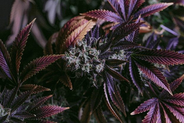 purple indica cannabis