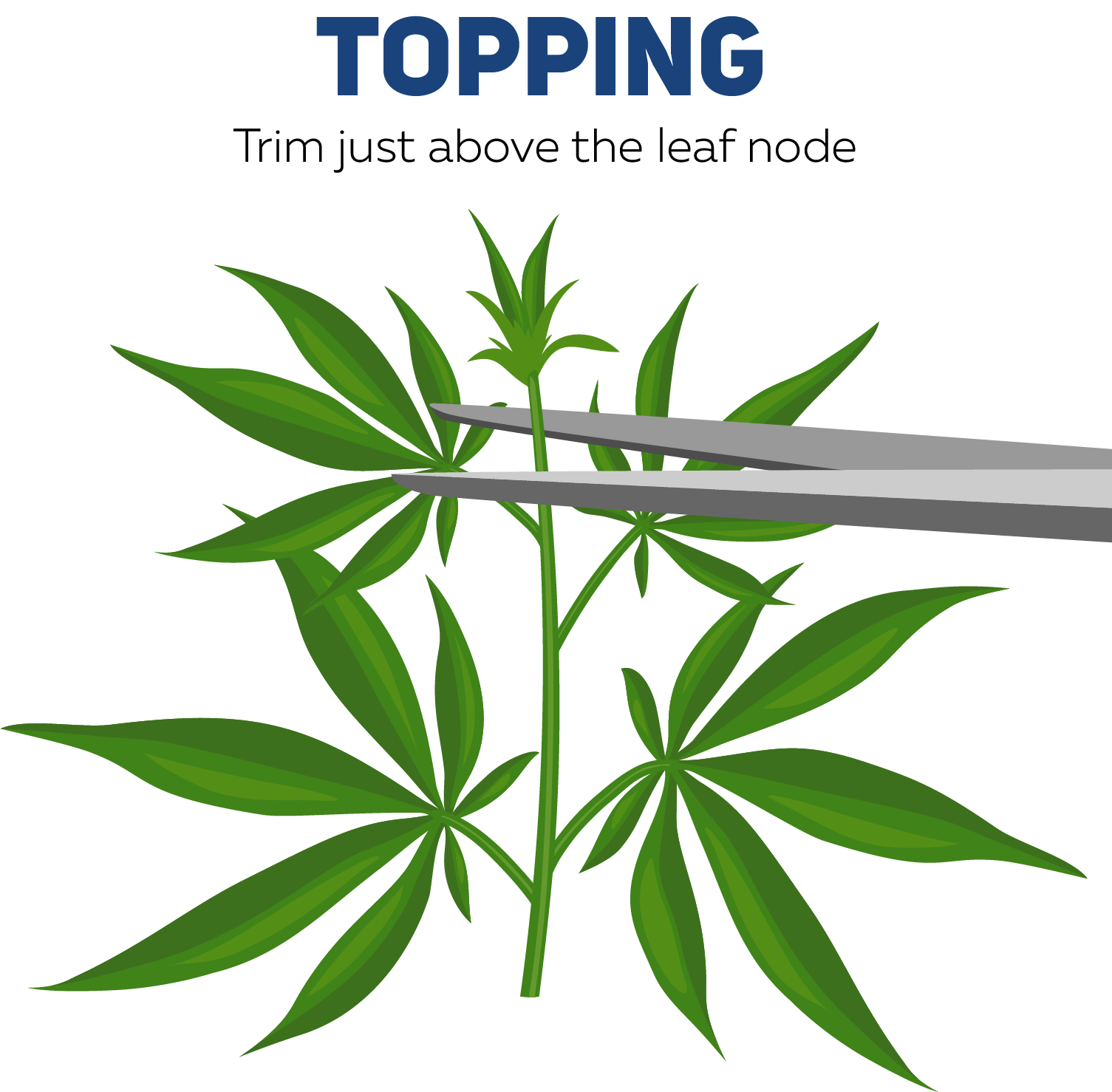 Topping Cannabis Plants | Surna Cultivation Technologies