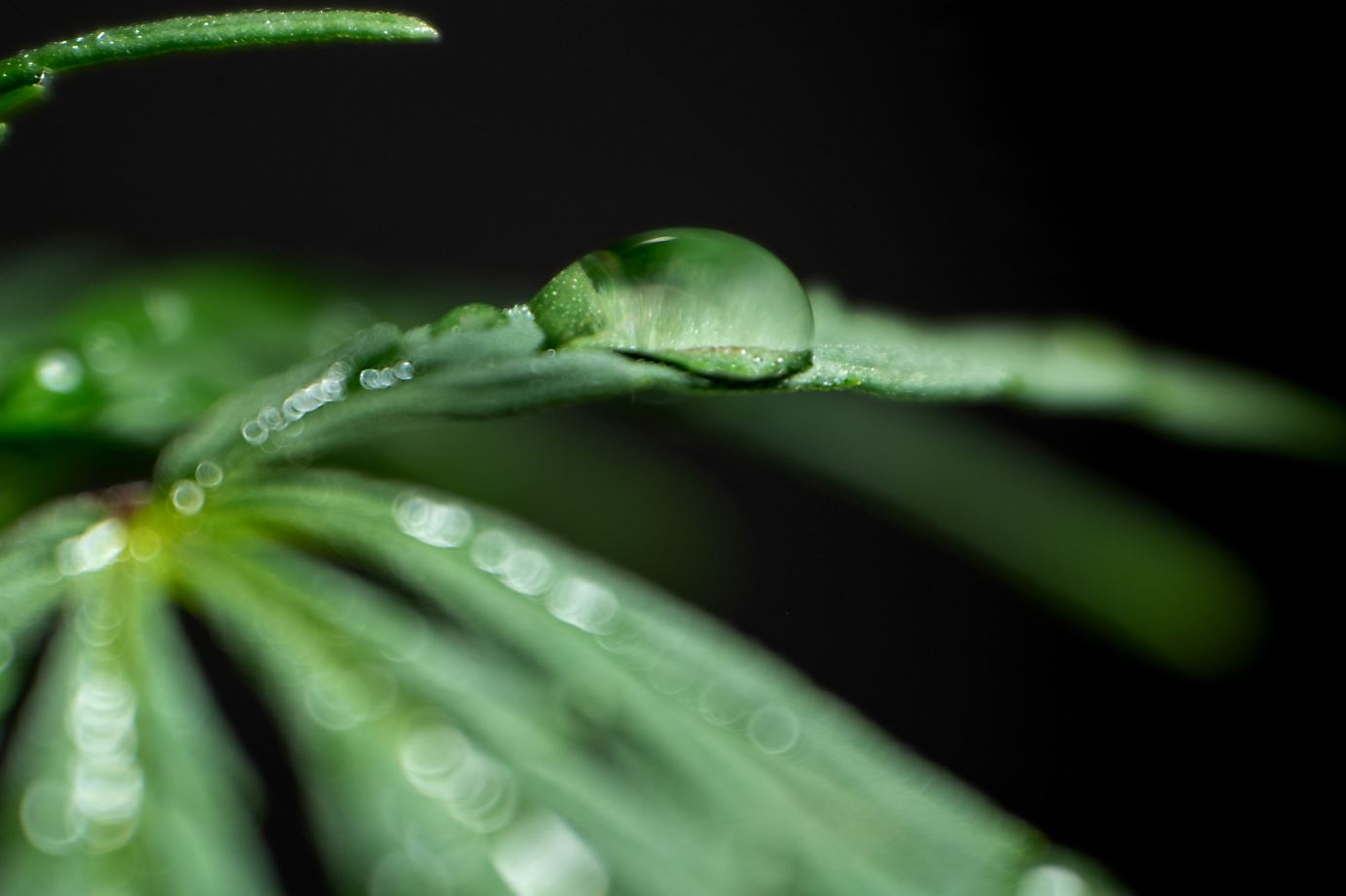 Cannabis plant transpiration - humidity and VPD